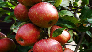 apples530-300