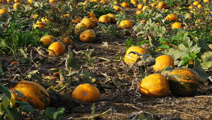 pumpkin-530-300_01